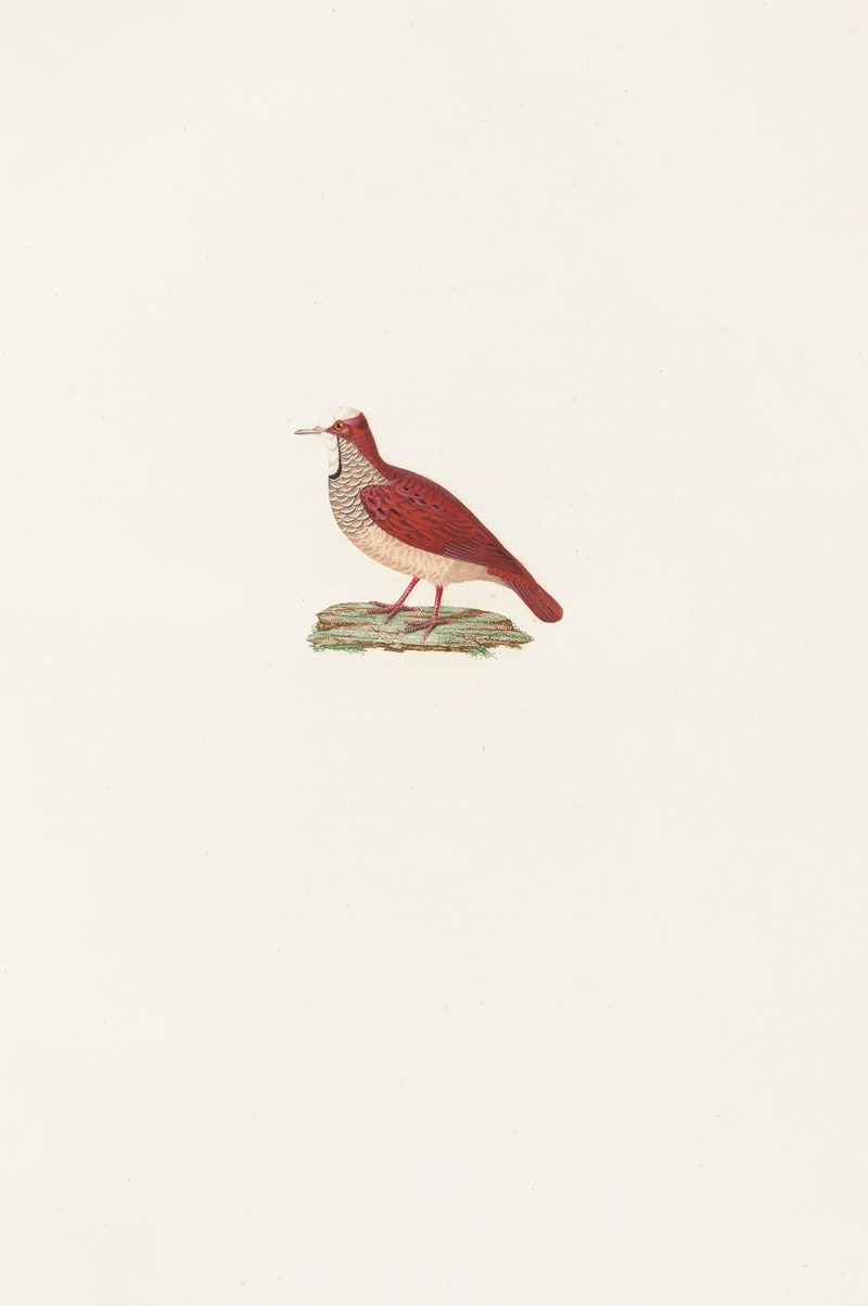 Les pigeons Pl.86 by Coenraad Jacob Temminck, 1808 — digital art print download