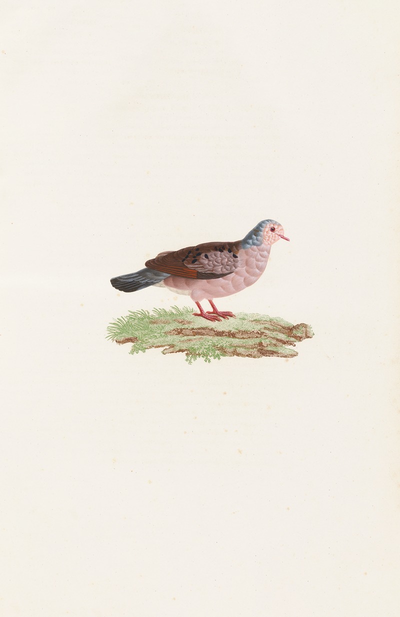 Les pigeons Pl.87 by Coenraad Jacob Temminck, 1808 — digital art print download