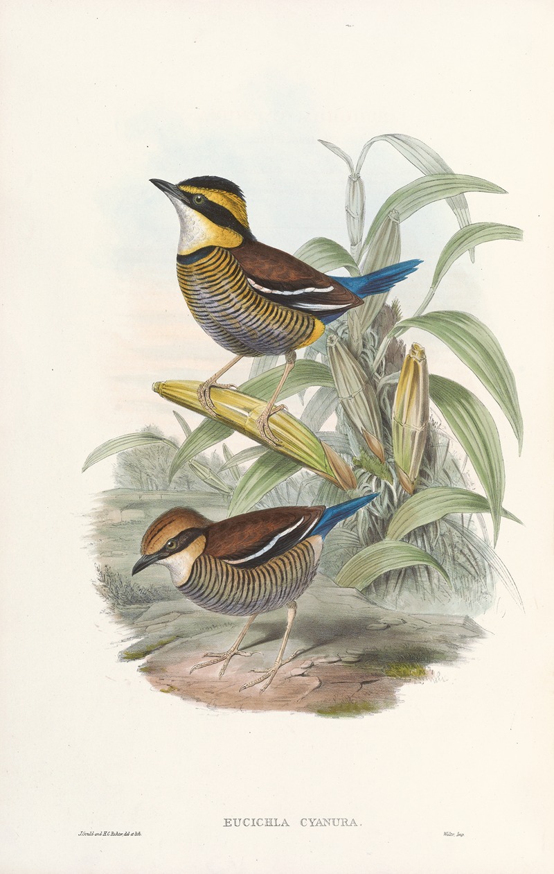 Monograph of the Pittidae Pl.02 — John Gould