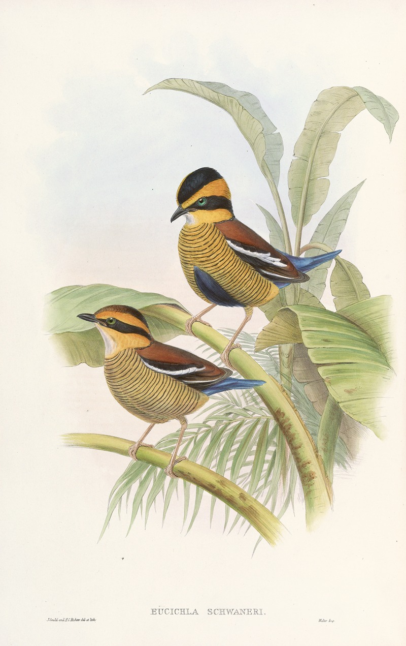 Monograph of the Pittidae Pl.04 — John Gould