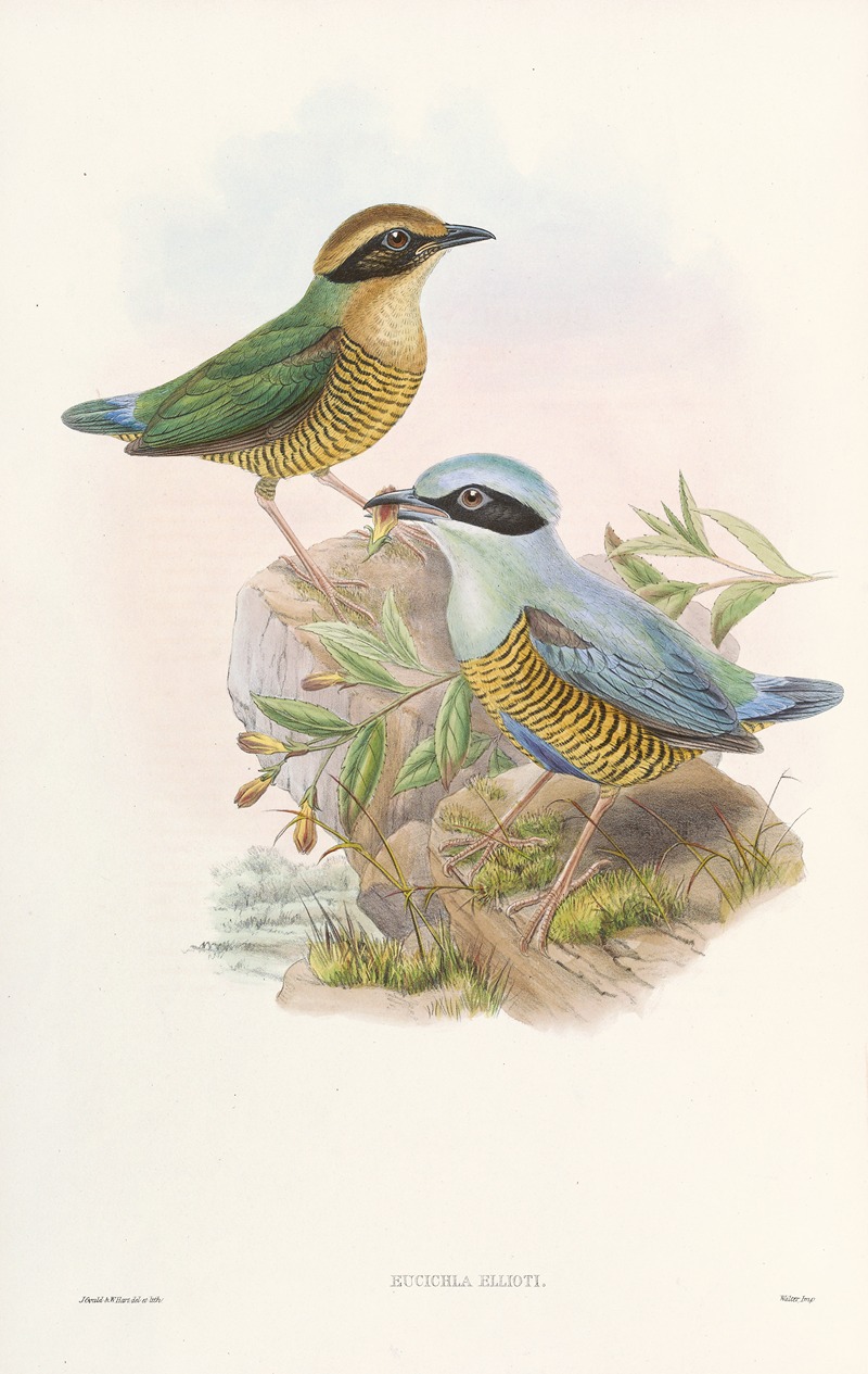 Monograph of the Pittidae Pl.06 — John Gould