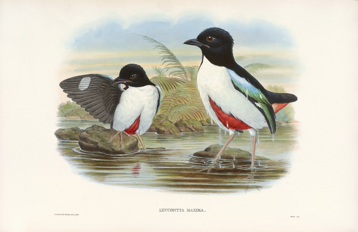 Monograph of the Pittidae Pl.07 — John Gould