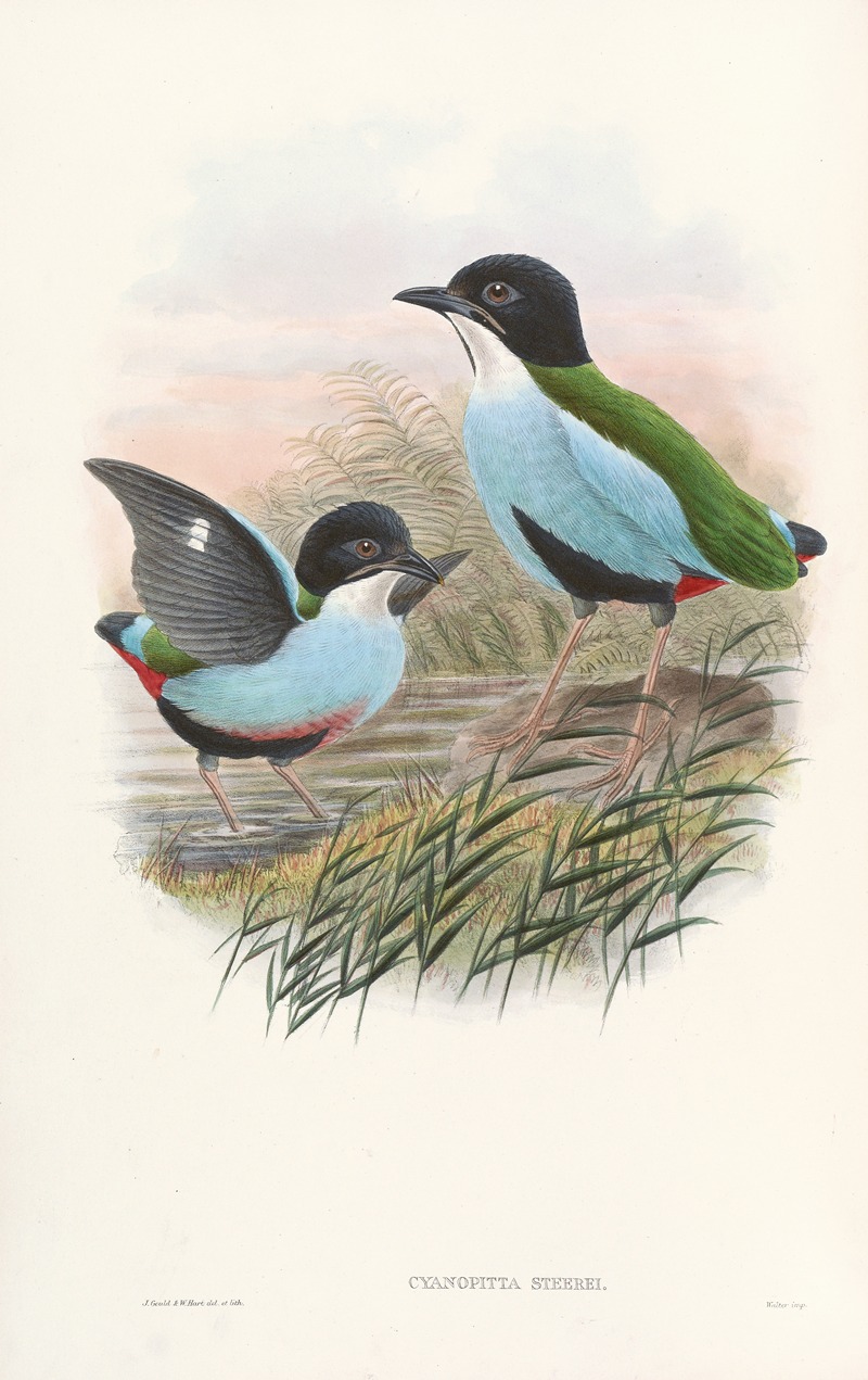 Monograph of the Pittidae Pl.08 — John Gould