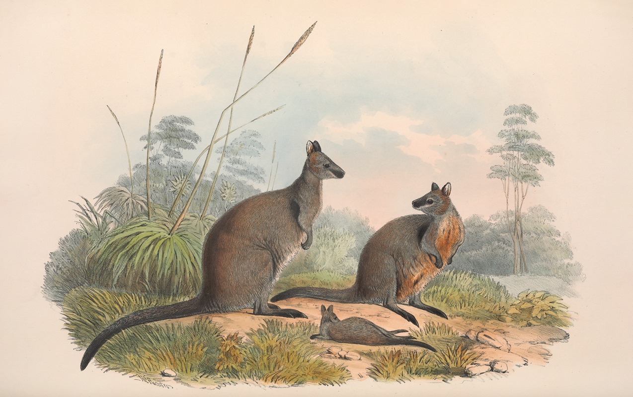 The mammals of Australia Pl.059 by John Gould, 1845-1863 — digital art print download