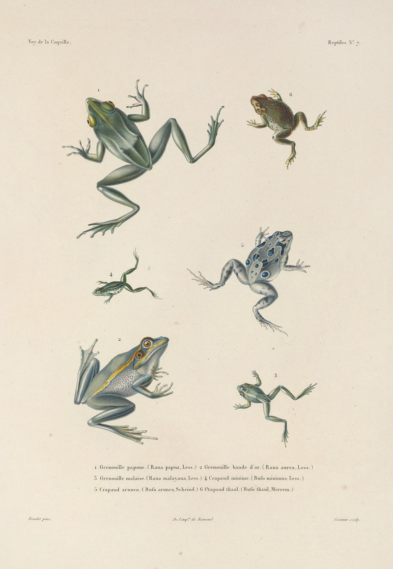 Voyage autour du monde Pl.007 — Louis-Isidore Duperrey