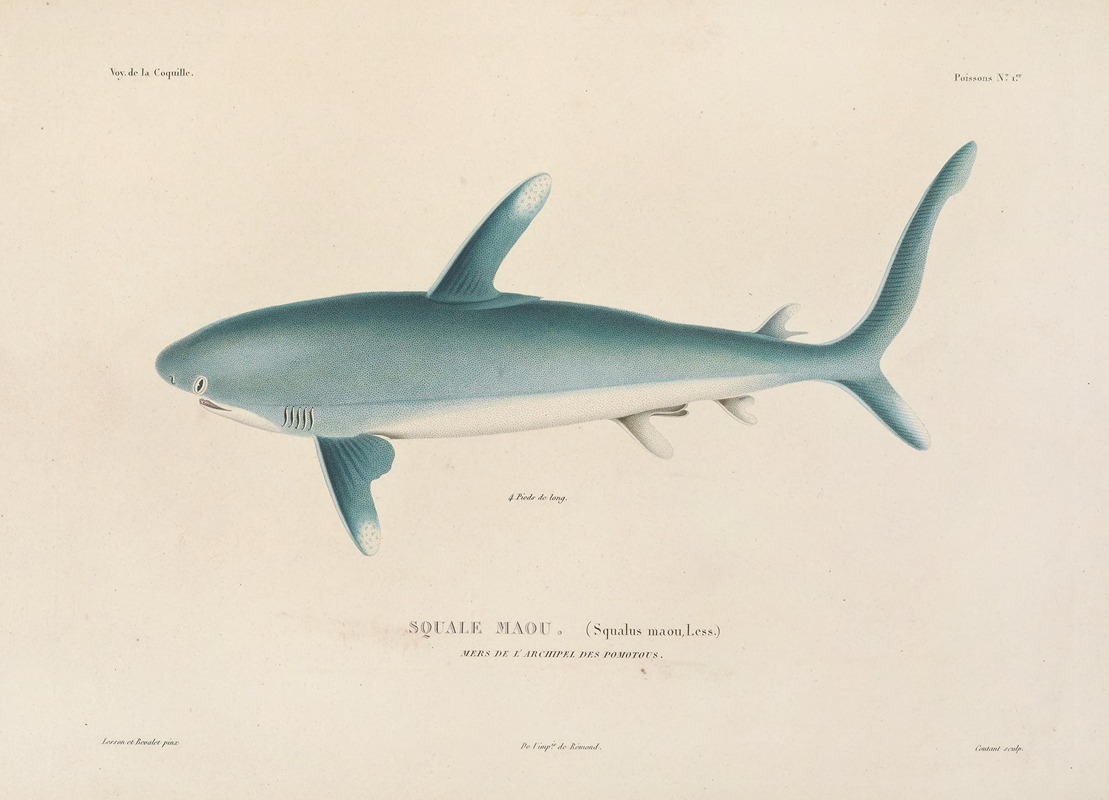 Voyage autour du monde Pl.008 — Louis-Isidore Duperrey