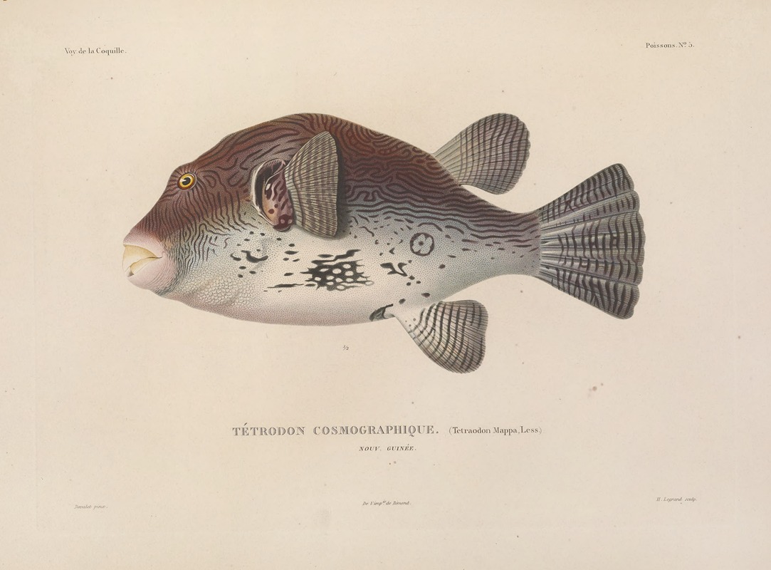 Voyage autour du monde Pl.012 — Louis-Isidore Duperrey