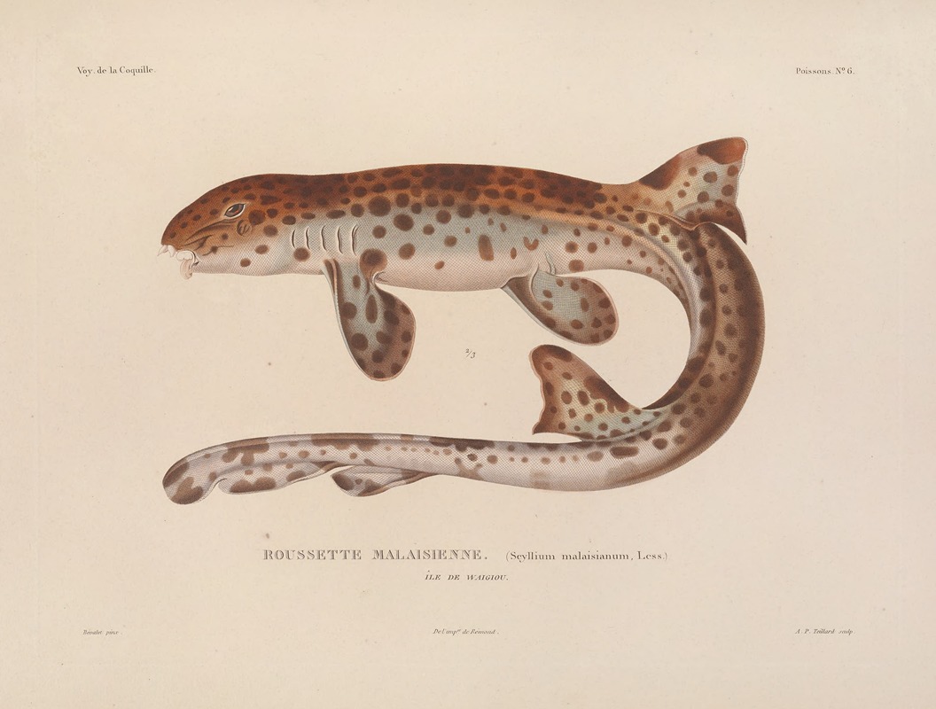 Voyage autour du monde Pl.013 — Louis-Isidore Duperrey