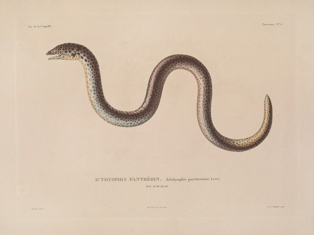 Voyage autour du monde Pl.020 — Louis-Isidore Duperrey