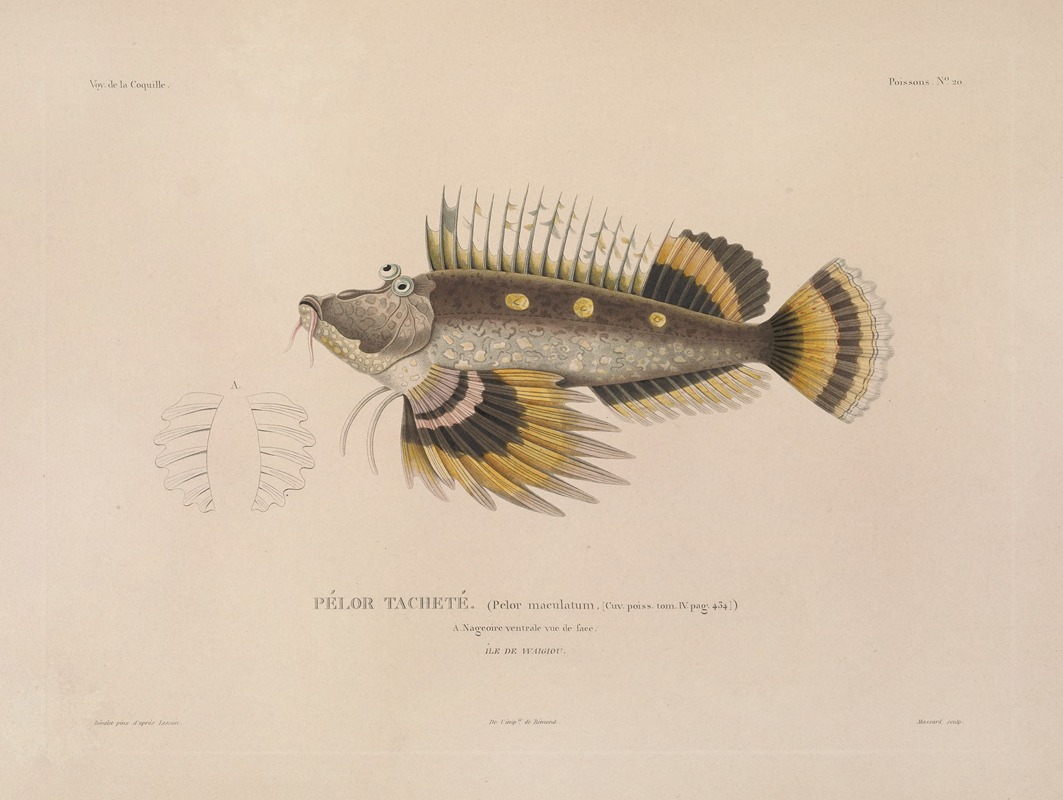 Voyage autour du monde Pl.027 — Louis-Isidore Duperrey
