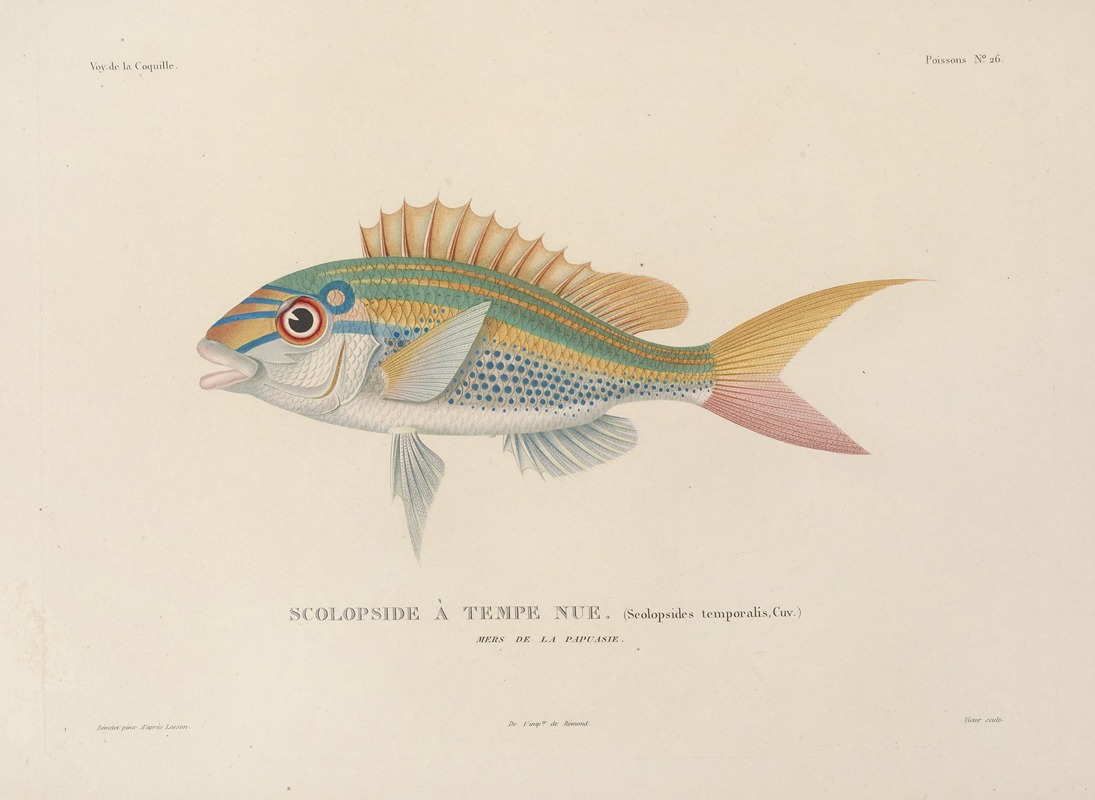 Voyage autour du monde Pl.033 — Louis-Isidore Duperrey
