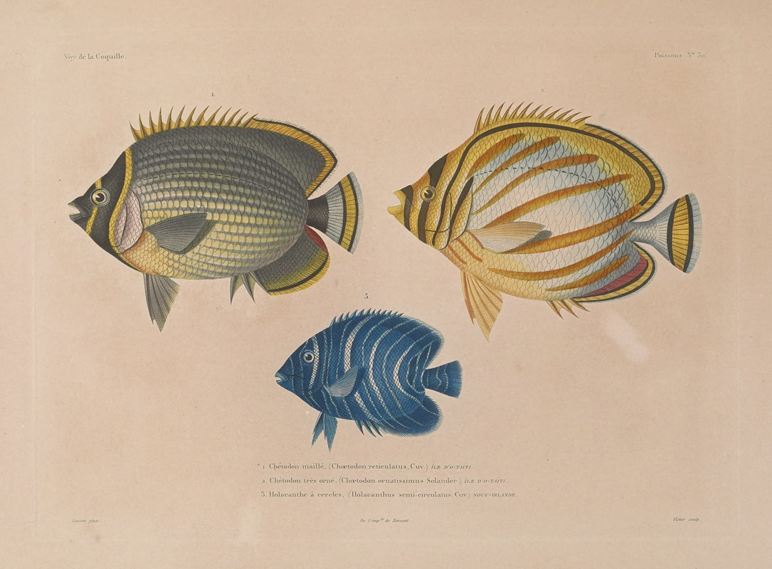 Voyage autour du monde Pl.037 — Louis-Isidore Duperrey