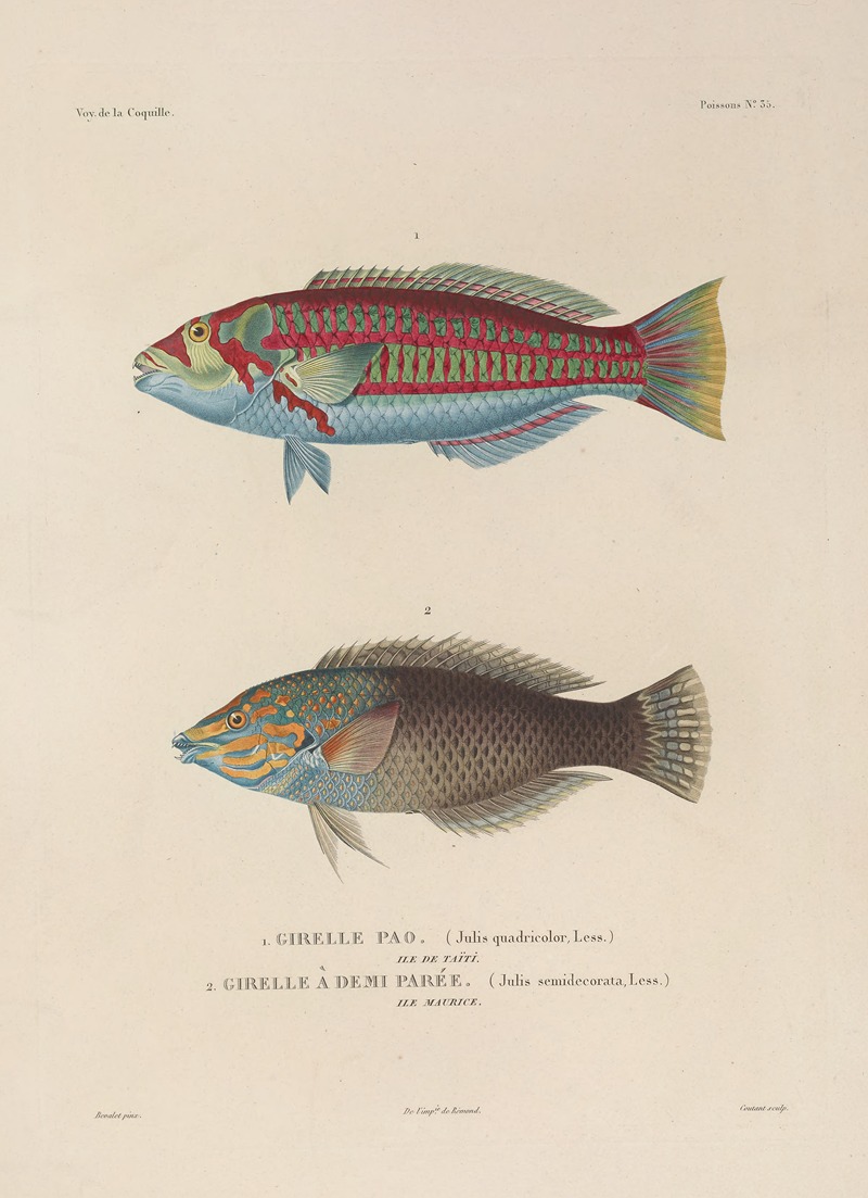 Voyage autour du monde Pl.042 — Louis-Isidore Duperrey