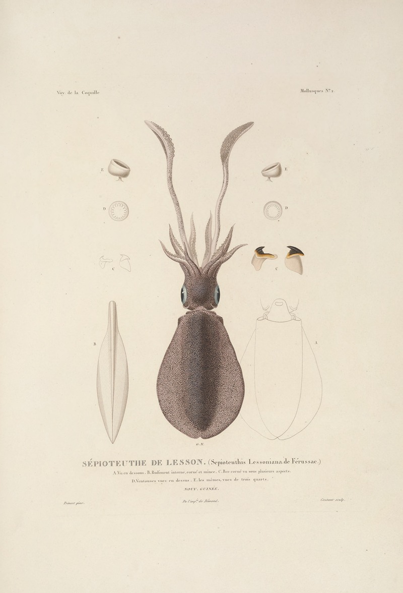 Voyage autour du monde Pl.047 — Louis-Isidore Duperrey