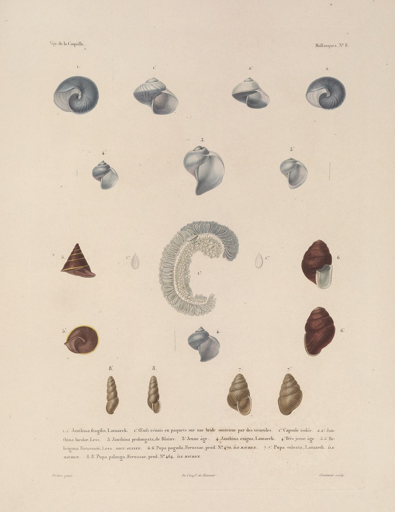 Voyage autour du monde Pl.053 — Louis-Isidore Duperrey
