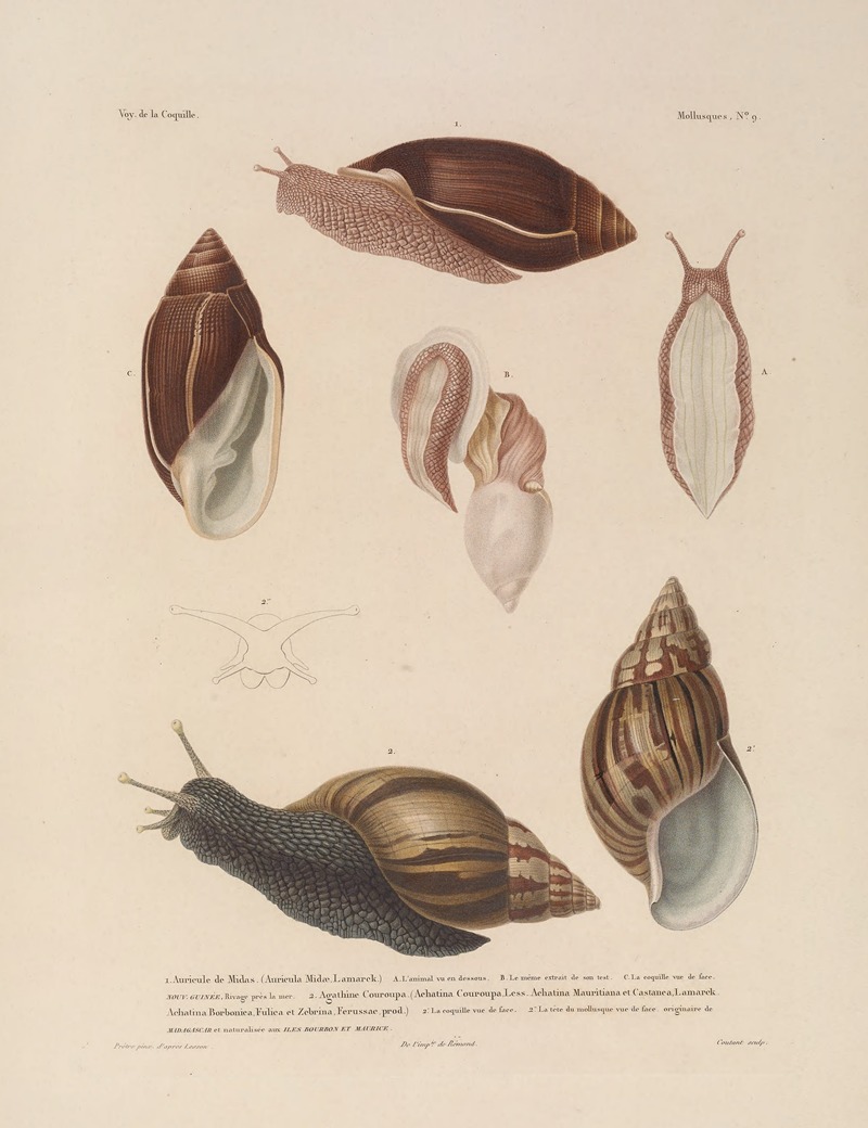 Voyage autour du monde Pl.054 — Louis-Isidore Duperrey