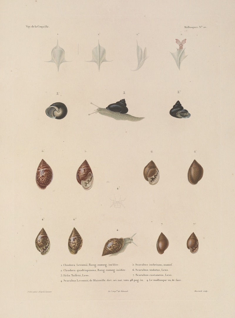 Voyage autour du monde Pl.055 — Louis-Isidore Duperrey