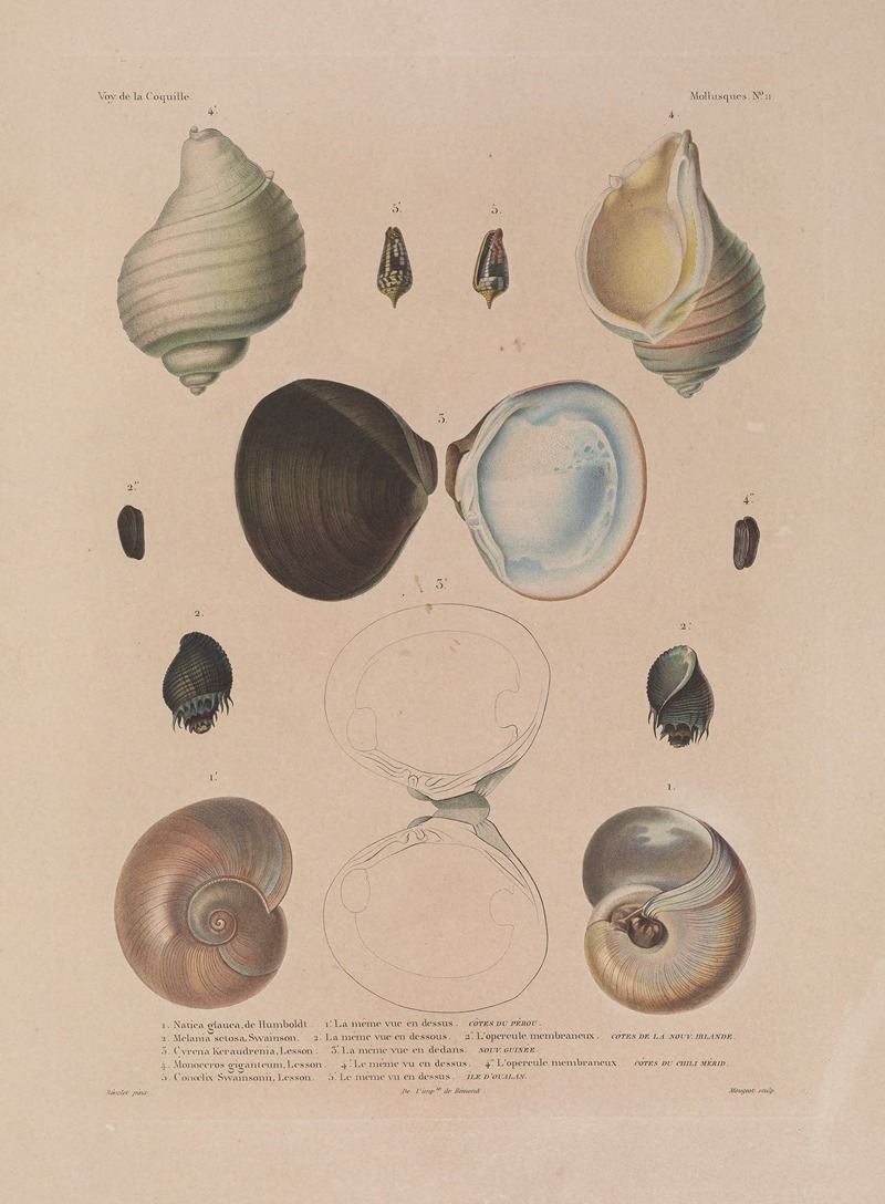 Voyage autour du monde Pl.056 — Louis-Isidore Duperrey