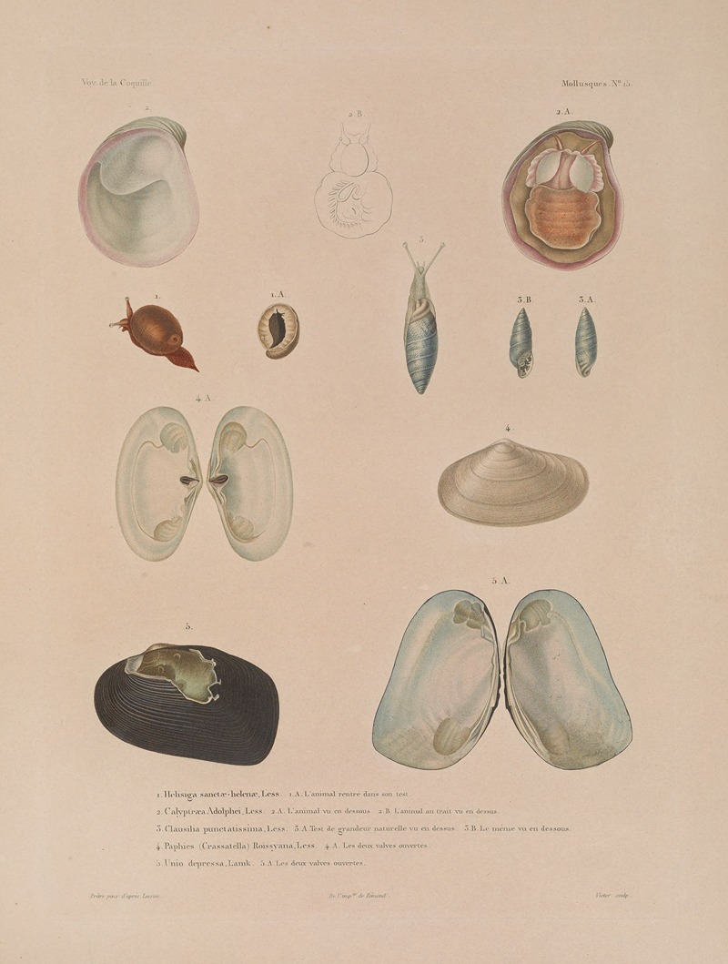 Voyage autour du monde Pl.060 — Louis-Isidore Duperrey