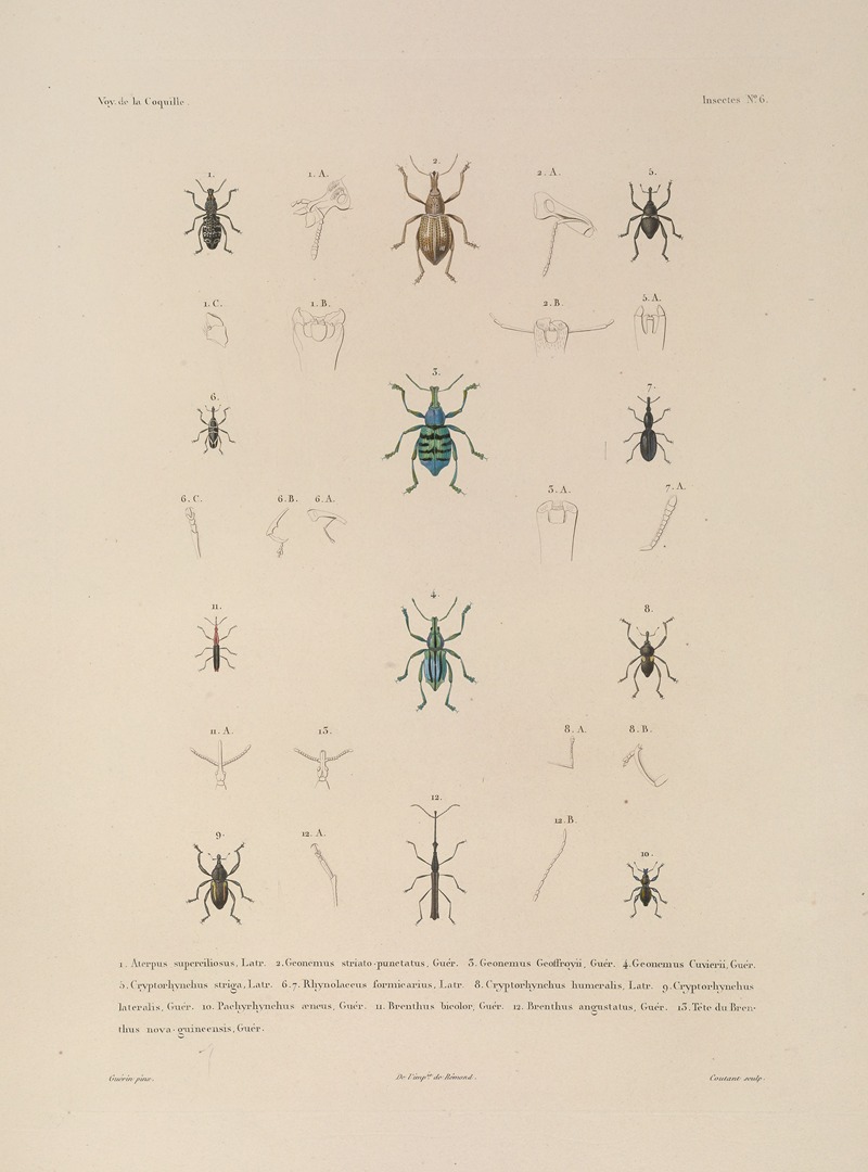 Voyage autour du monde Pl.071 — Louis-Isidore Duperrey