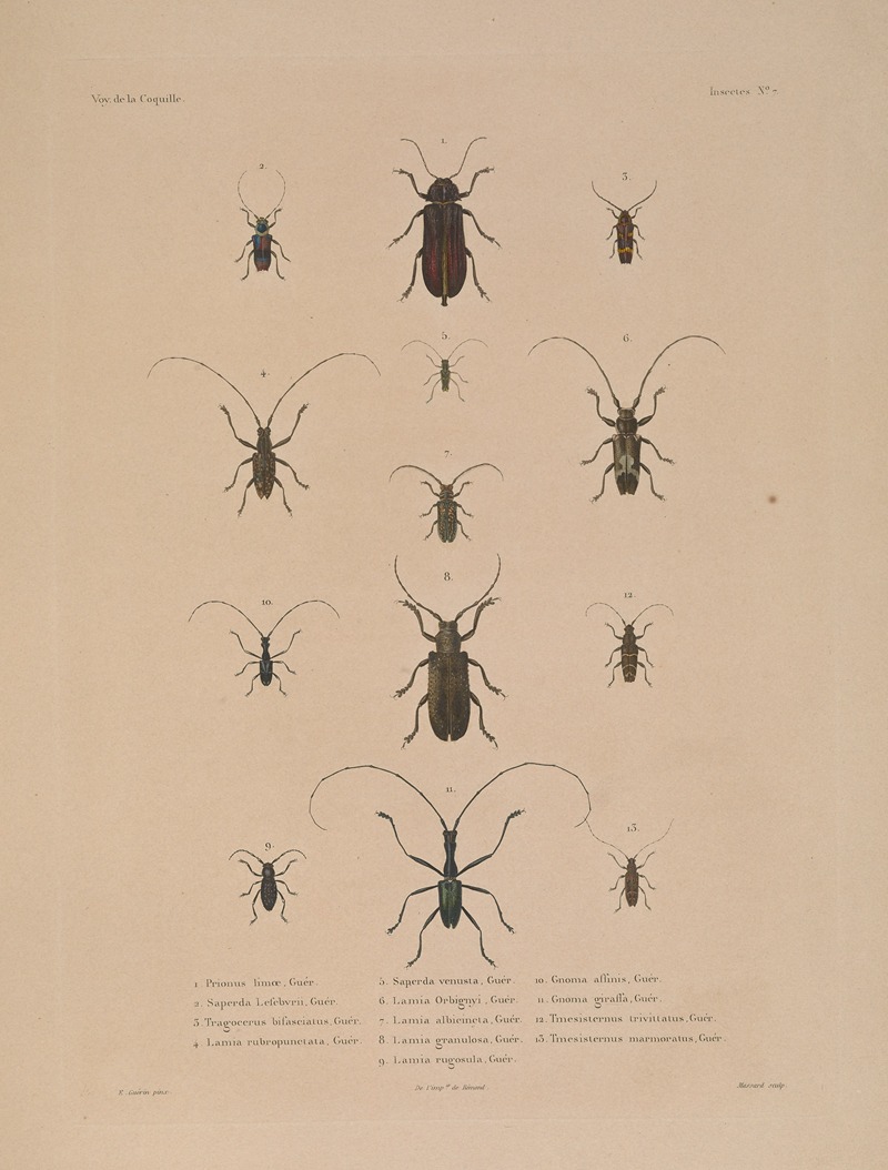 Voyage autour du monde Pl.072 — Louis-Isidore Duperrey