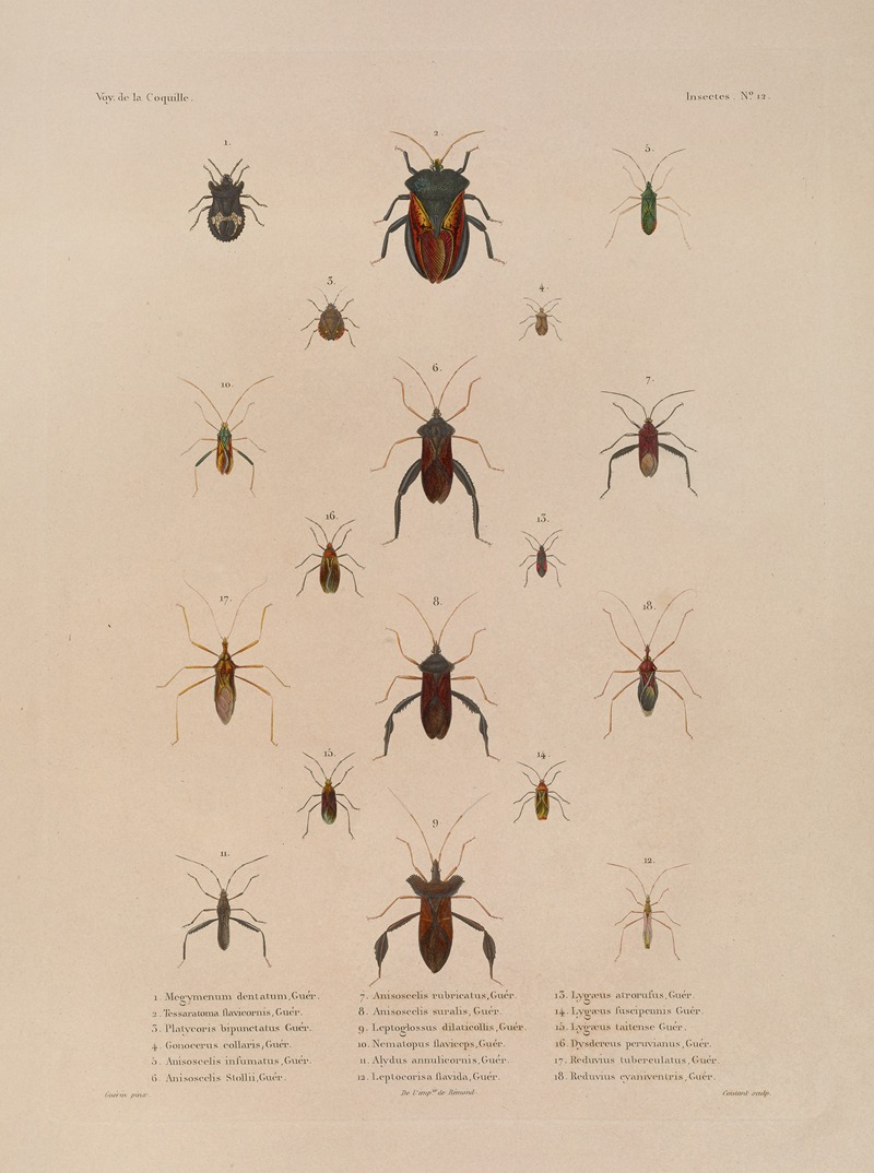 Voyage autour du monde Pl.077 — Louis-Isidore Duperrey