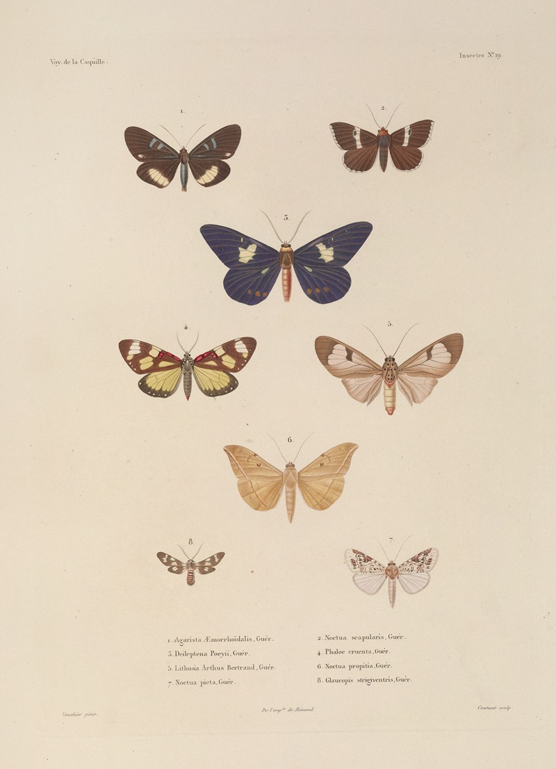Voyage autour du monde Pl.085 — Louis-Isidore Duperrey