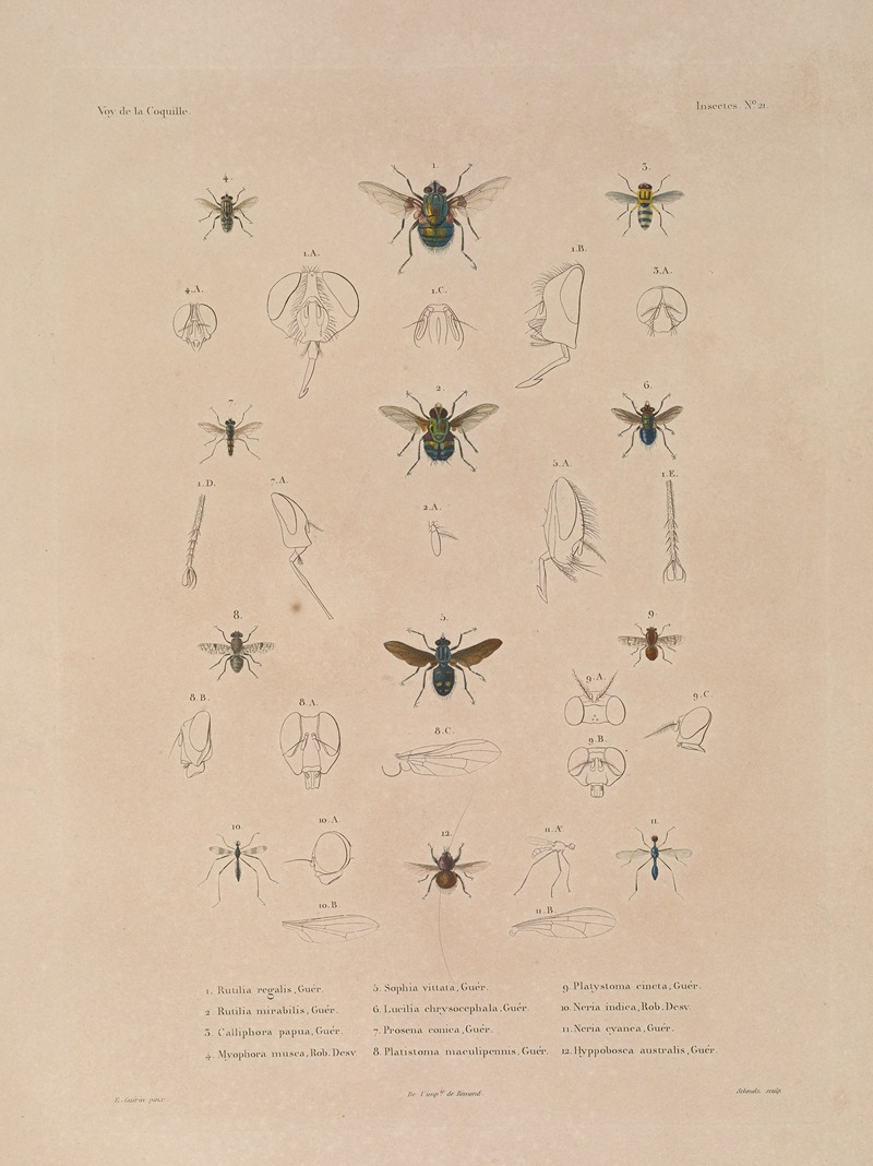 Voyage autour du monde Pl.087 — Louis-Isidore Duperrey