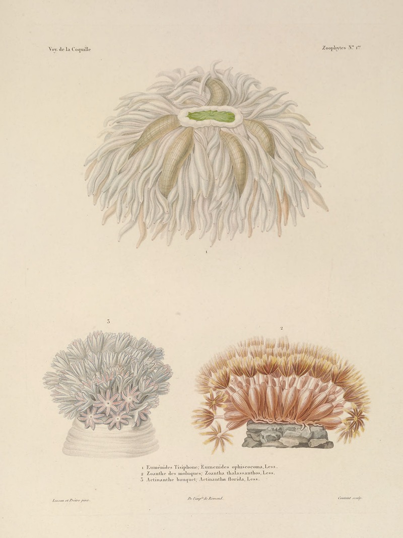 Voyage autour du monde Pl.088 — Louis-Isidore Duperrey