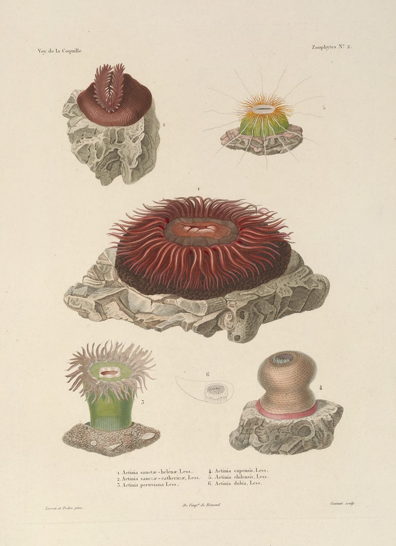 Voyage autour du monde Pl.089 — Louis-Isidore Duperrey