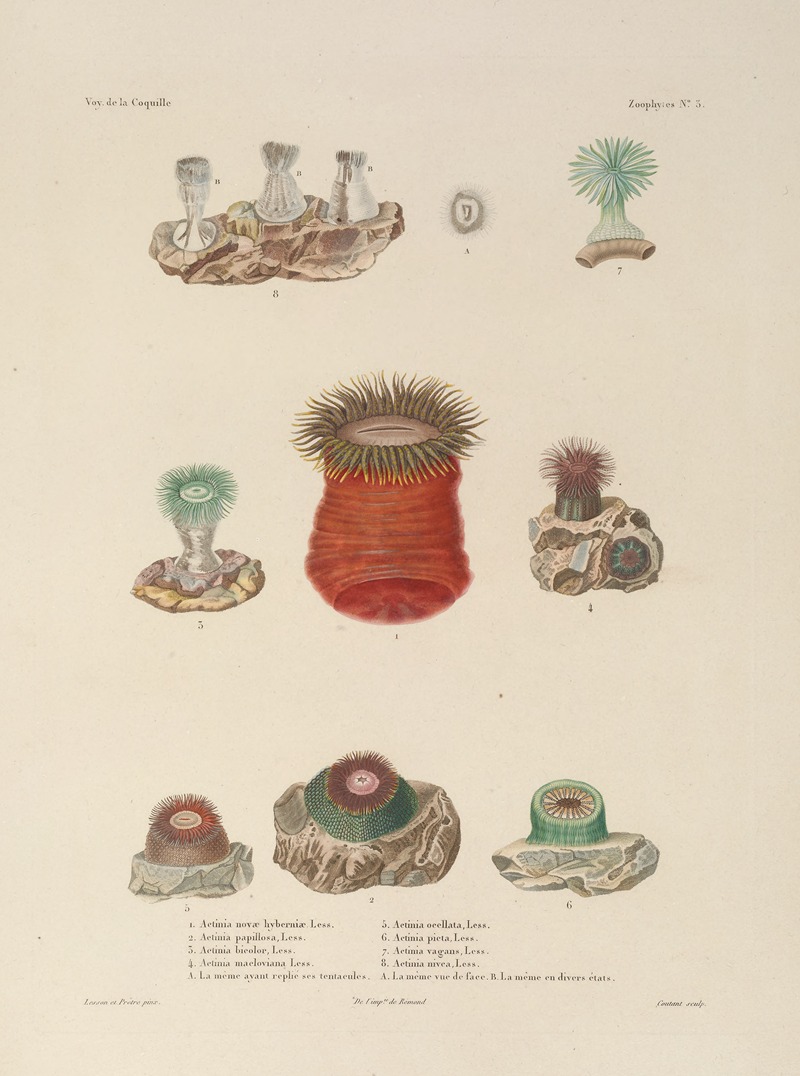 Voyage autour du monde Pl.090 — Louis-Isidore Duperrey