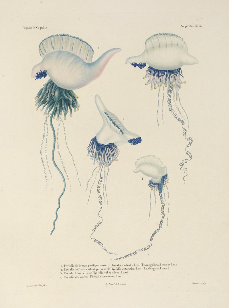 Voyage autour du monde Pl.092 — Louis-Isidore Duperrey