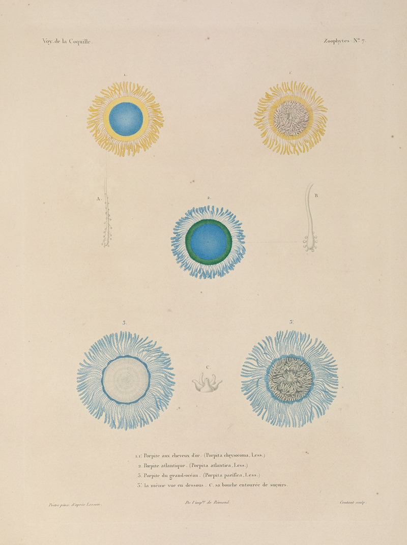 Voyage autour du monde Pl.094 — Louis-Isidore Duperrey
