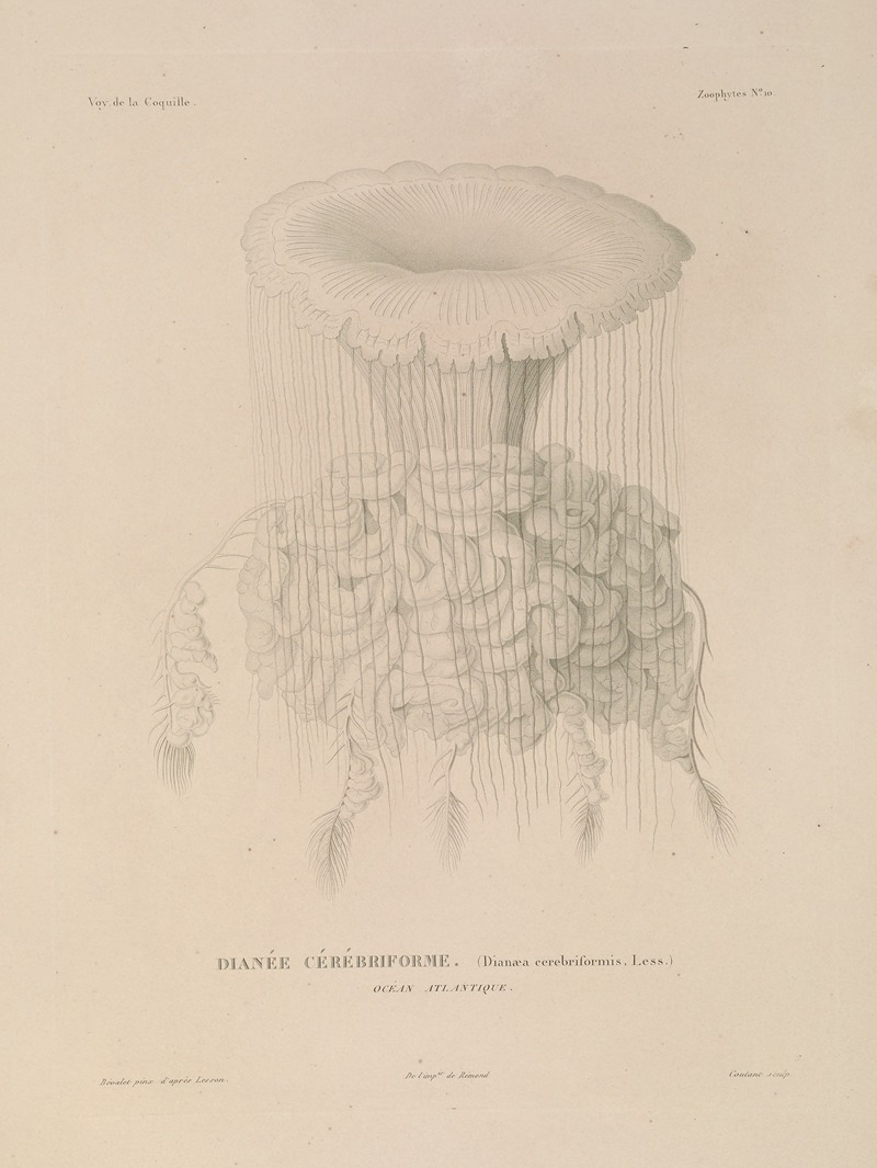 Voyage autour du monde Pl.097 — Louis-Isidore Duperrey