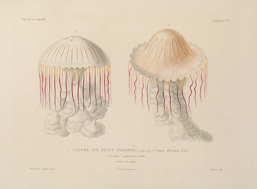 Voyage autour du monde Pl.099 — Louis-Isidore Duperrey