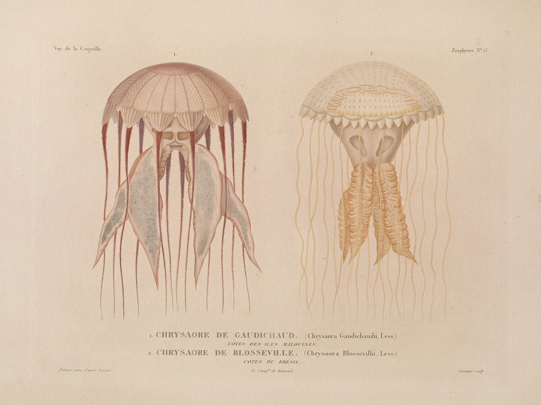 Voyage autour du monde Pl.100 — Louis-Isidore Duperrey