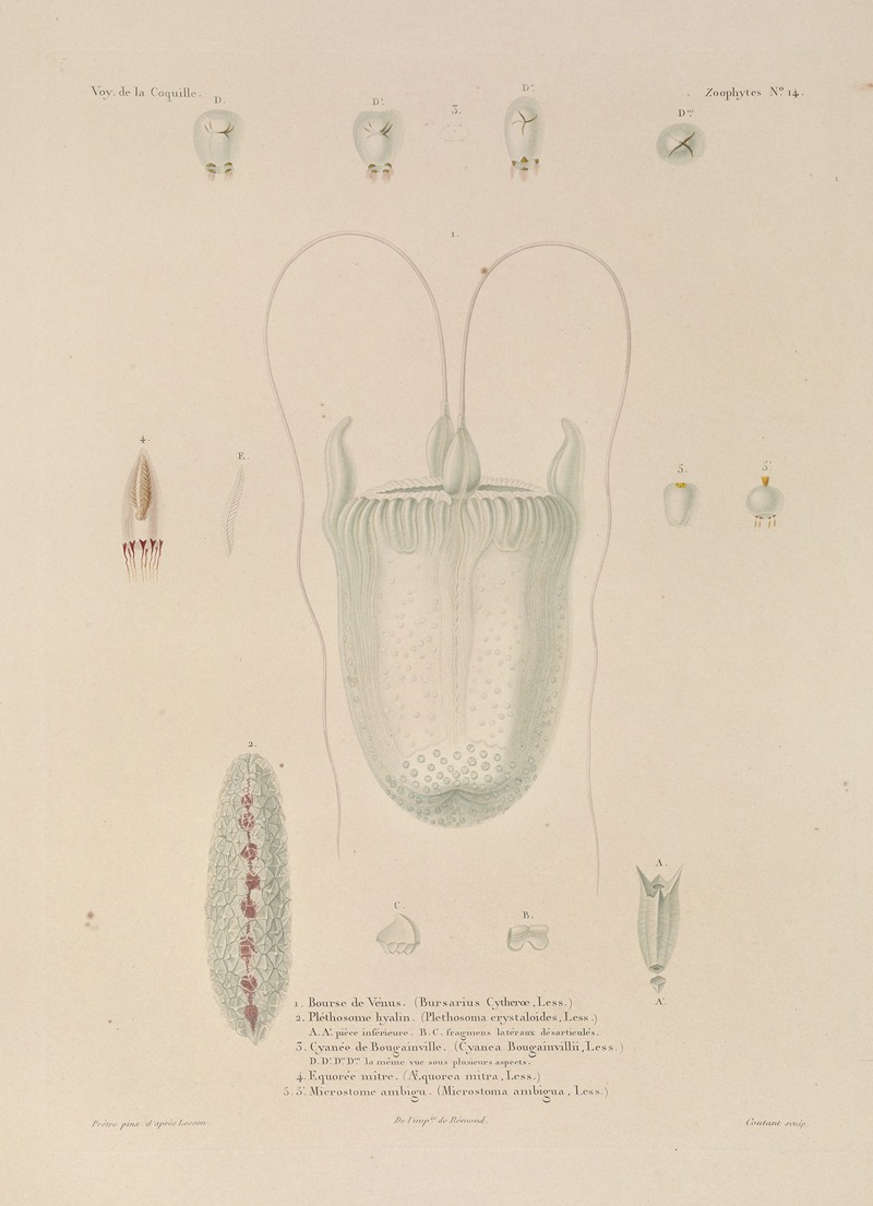 Voyage autour du monde Pl.101 — Louis-Isidore Duperrey