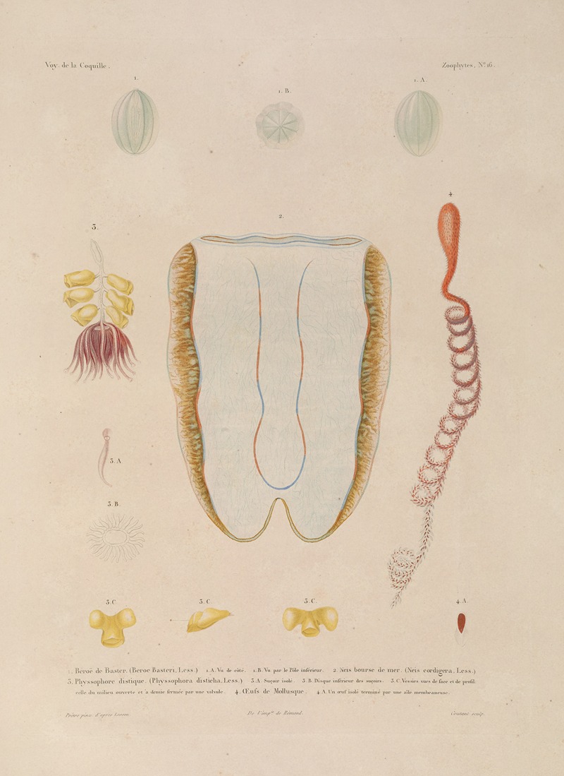 Voyage autour du monde Pl.103 — Louis-Isidore Duperrey