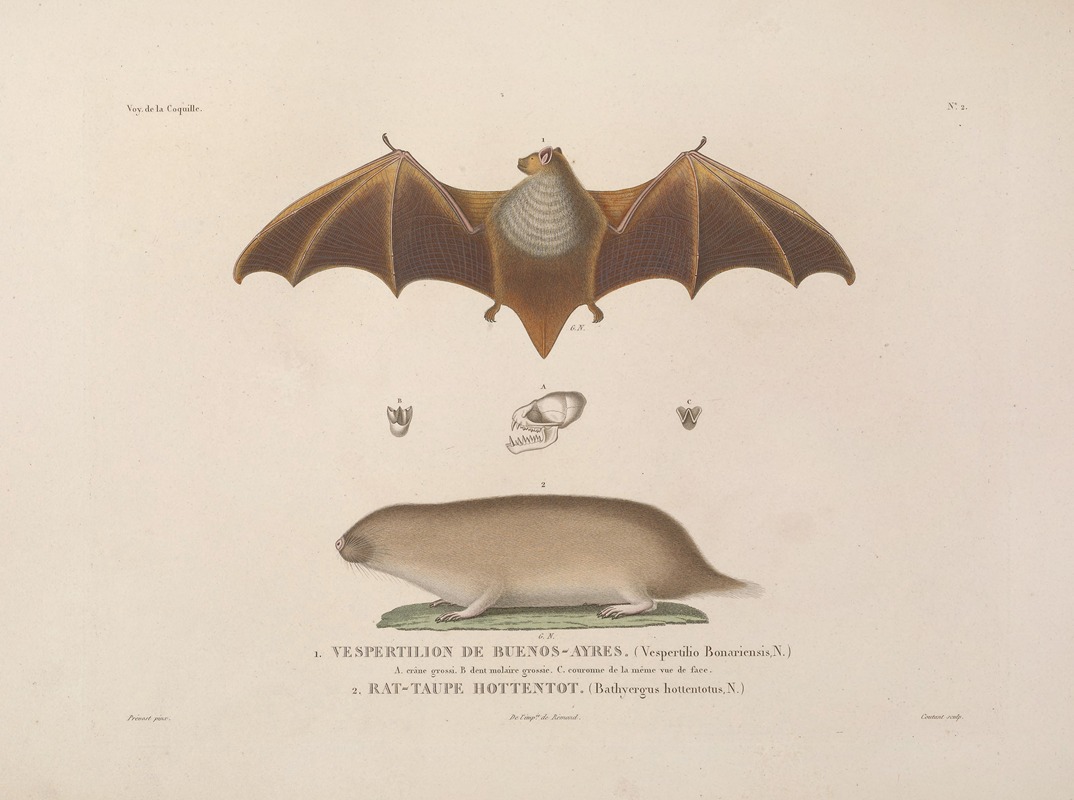Voyage autour du monde Pl.105 — Louis-Isidore Duperrey