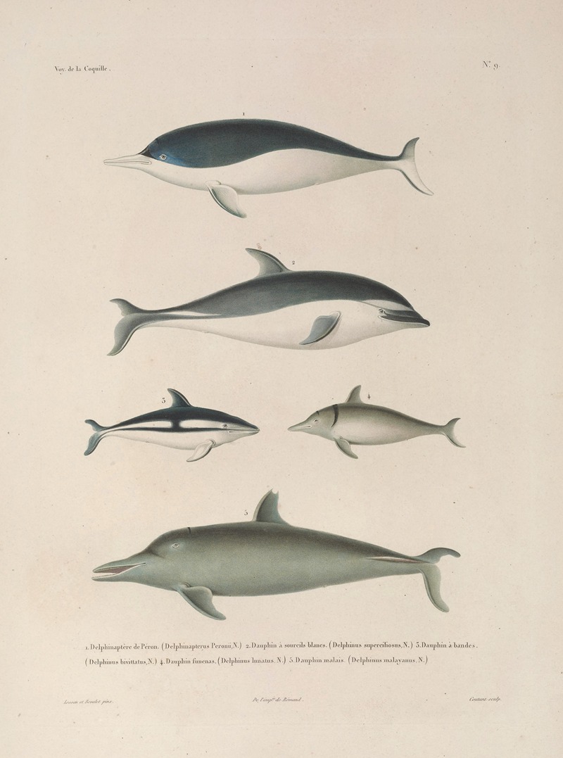 Voyage autour du monde Pl.112 — Louis-Isidore Duperrey
