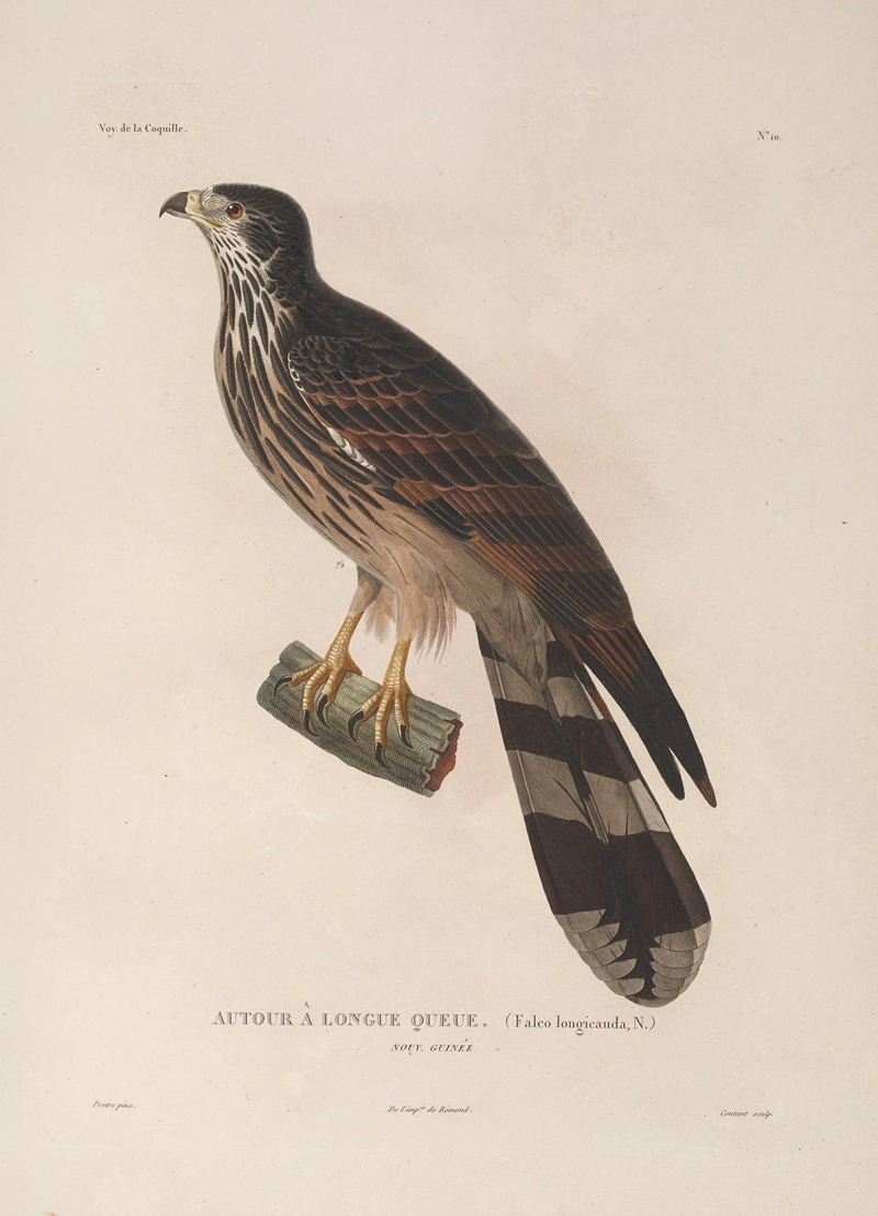 Voyage autour du monde Pl.113 — Louis-Isidore Duperrey
