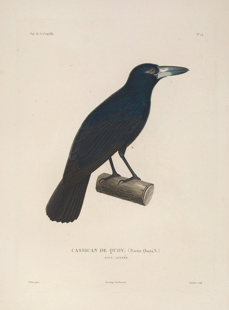 Voyage autour du monde Pl.117 — Louis-Isidore Duperrey