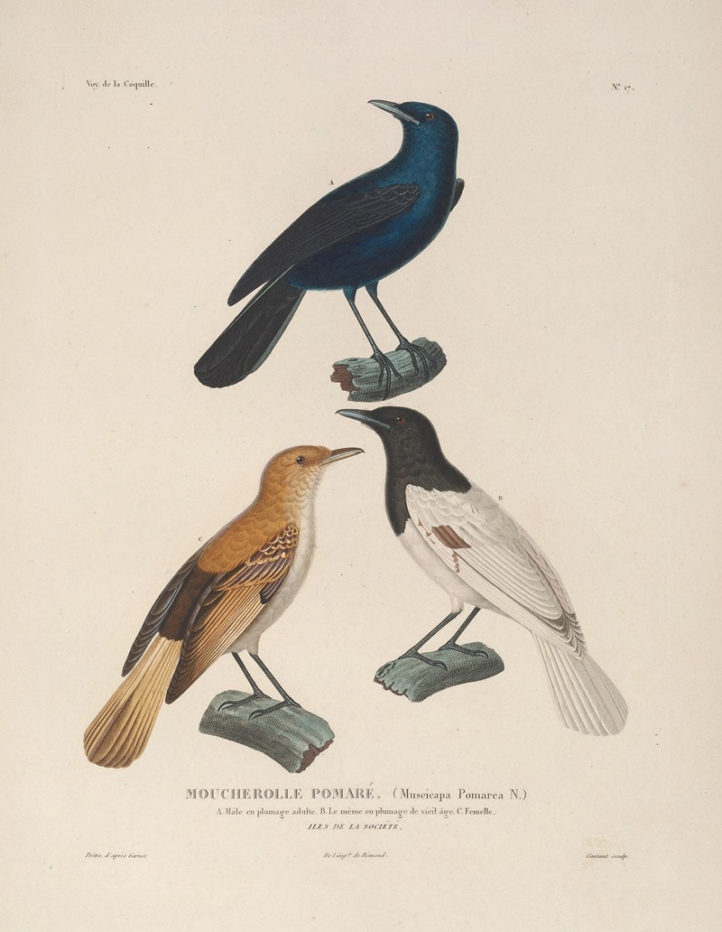 Voyage autour du monde Pl.120 — Louis-Isidore Duperrey