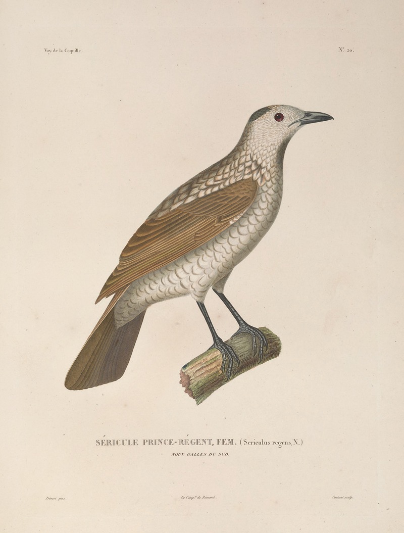 Voyage autour du monde Pl.123 — Louis-Isidore Duperrey