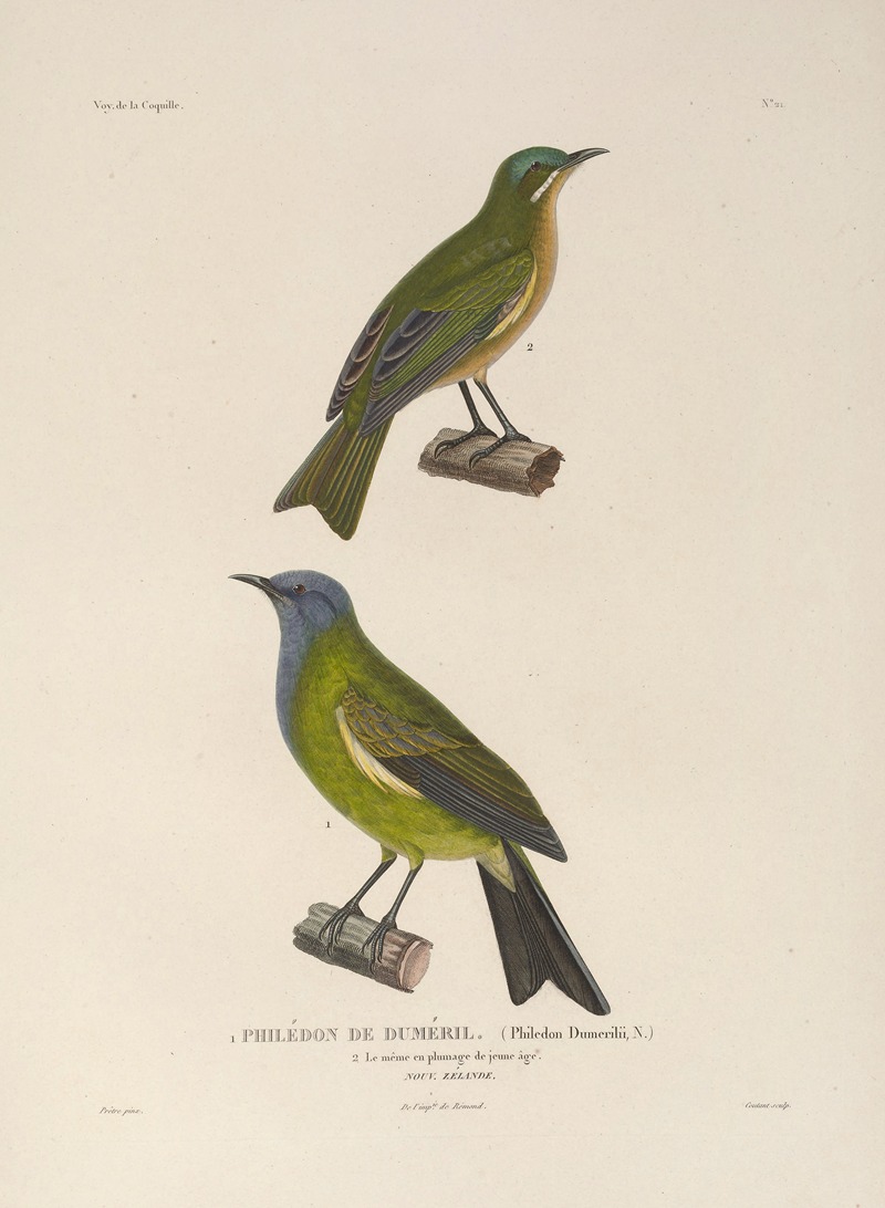 Voyage autour du monde Pl.124 — Louis-Isidore Duperrey