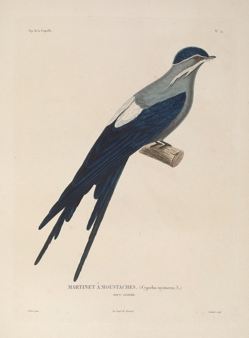 Voyage autour du monde Pl.126 — Louis-Isidore Duperrey