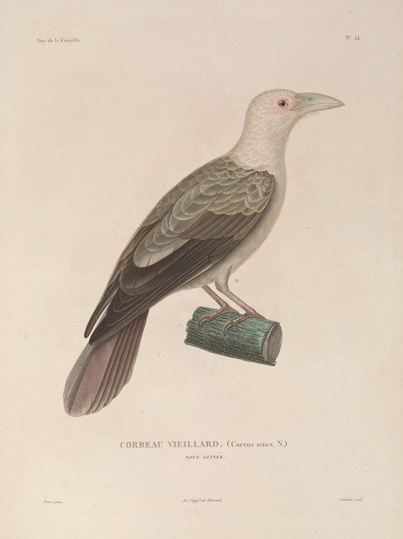 Voyage autour du monde Pl.128 — Louis-Isidore Duperrey