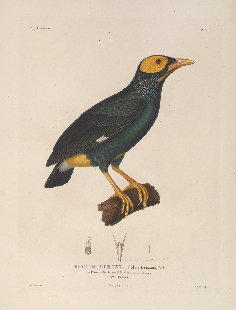 Voyage autour du monde Pl.129 — Louis-Isidore Duperrey