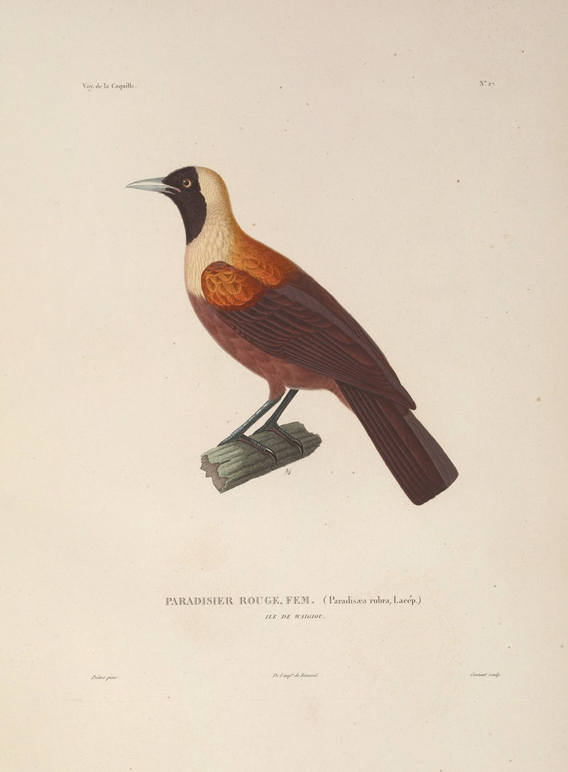 Voyage autour du monde Pl.131 — Louis-Isidore Duperrey