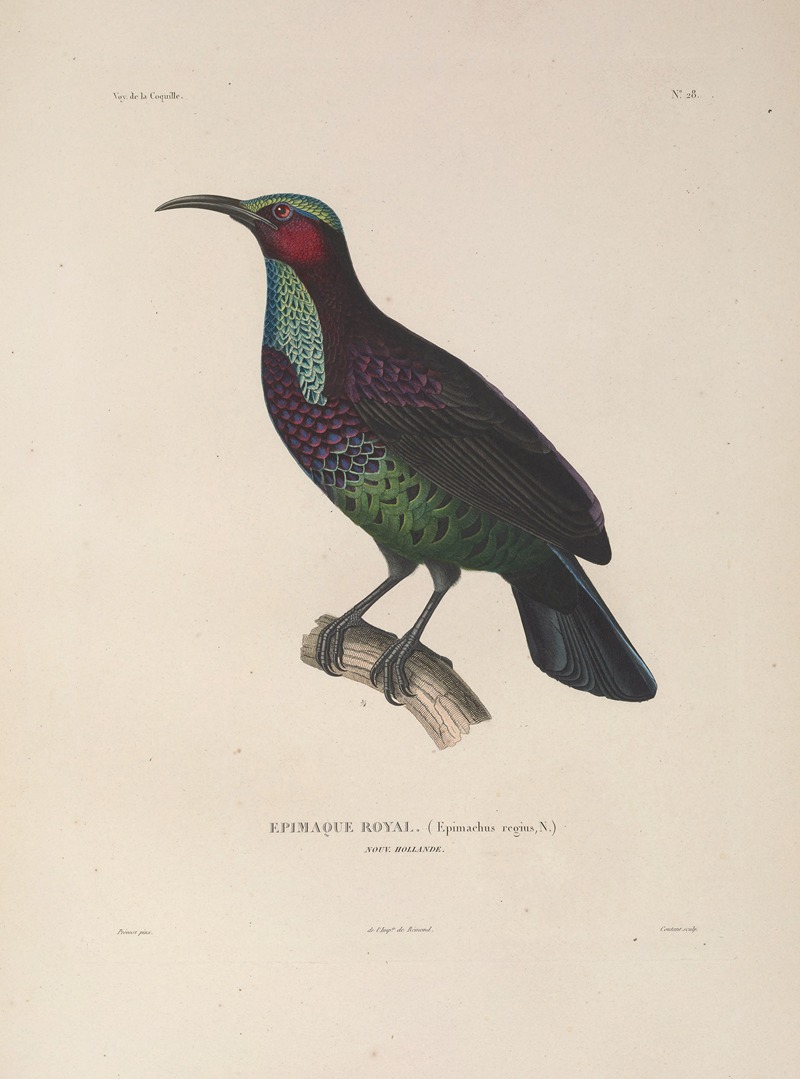 Voyage autour du monde Pl.132 — Louis-Isidore Duperrey